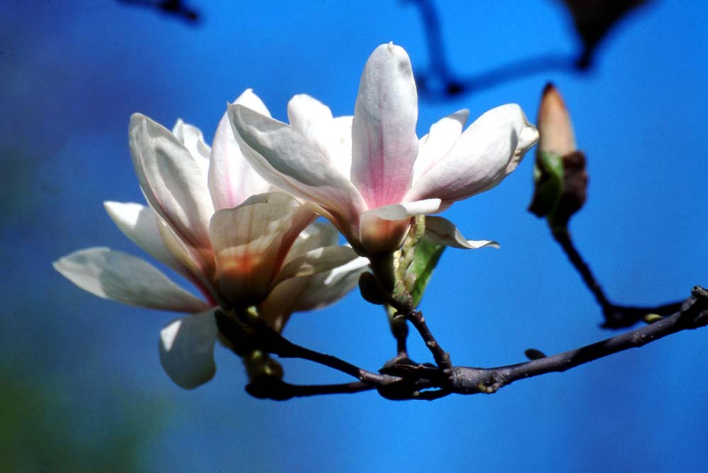 2206_112_kf_kvet_magnolie.jpg