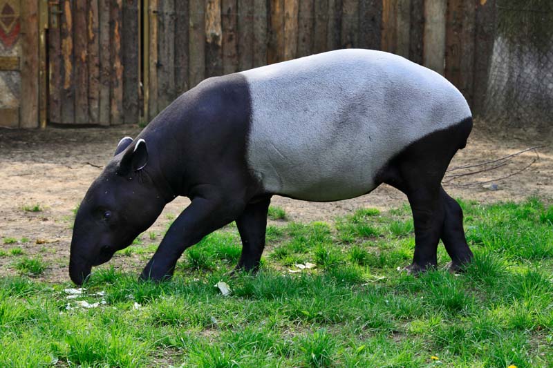 5043_tapir_cabrakovy_28.04.11_14.jpg