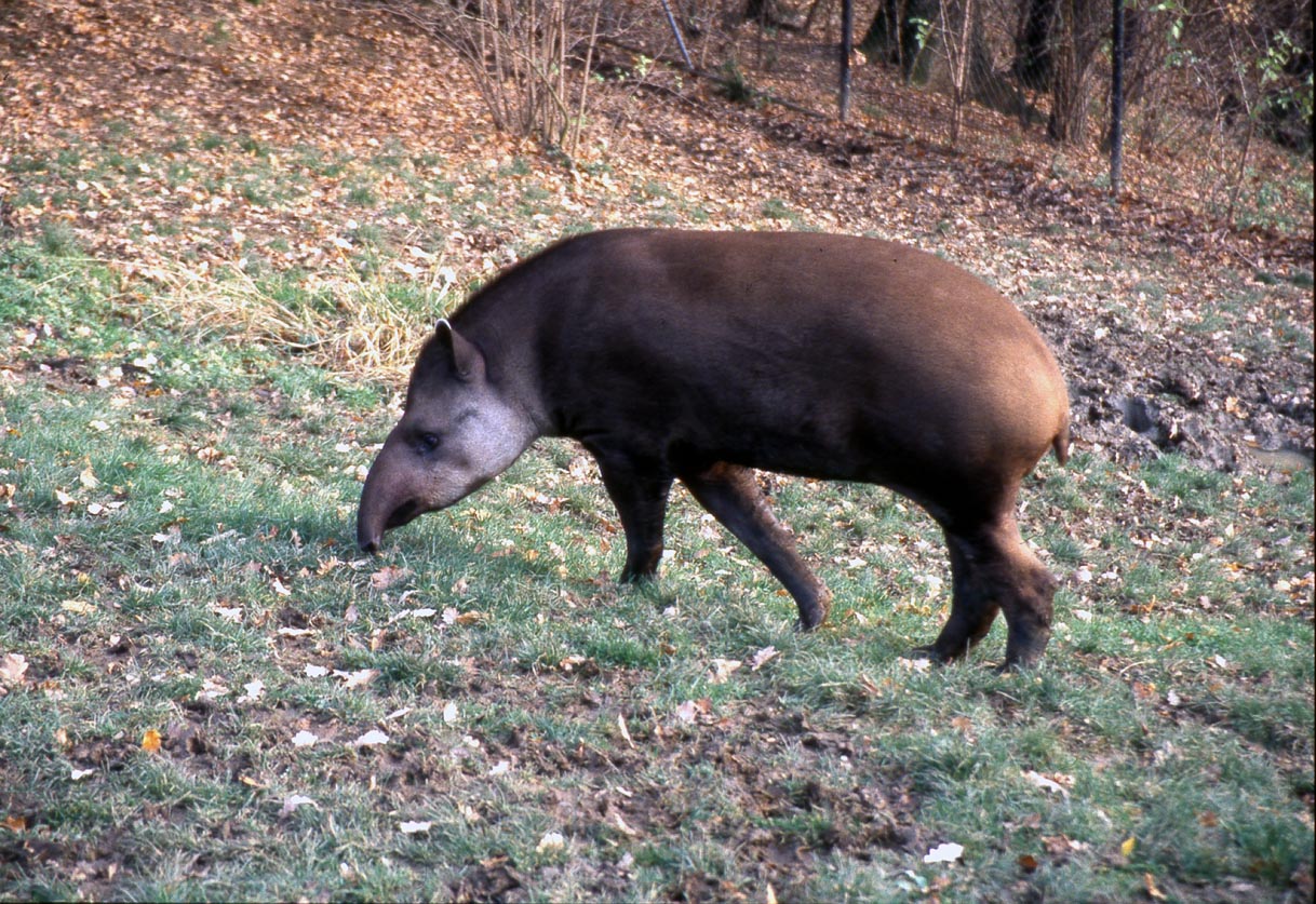 813_tapir_jihoamericky_38.jpg